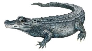 臺北市立動物園 | 去趣 chicTrip