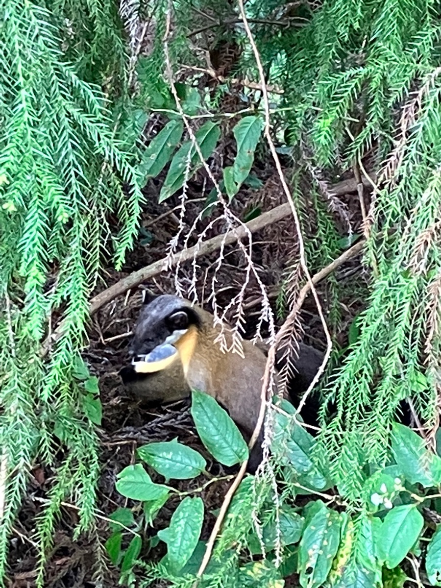 臺北市立動物園 | 去趣 chicTrip